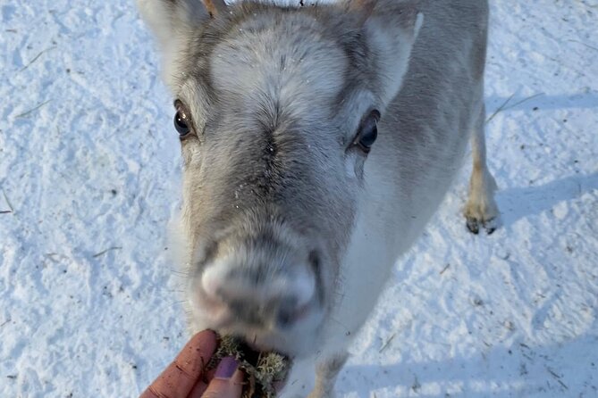 Lapland Reindeer and Husky Safari from Levi - Safety and animal etiquette: how to keep the day easy