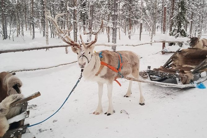 Lapland Reindeer and Husky Safari from Levi - Who this tour fits best, and who should pick something else
