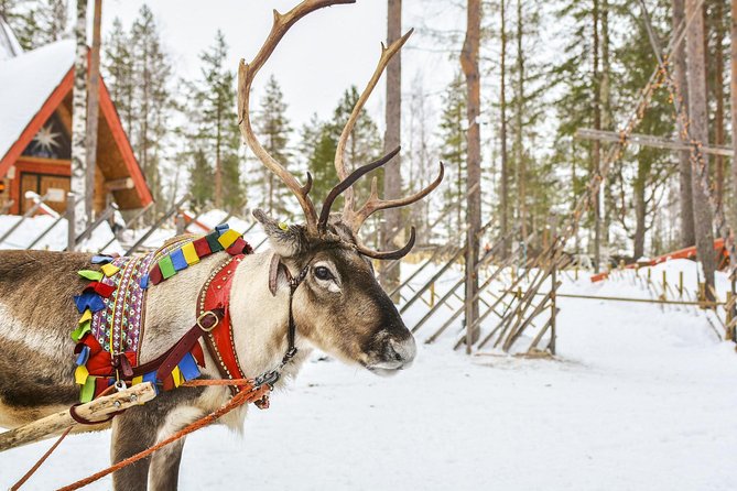 Lapland Reindeer and Husky Safari from Rovaniemi - Rovaniemi safari “greatest hits” in about 3 hours