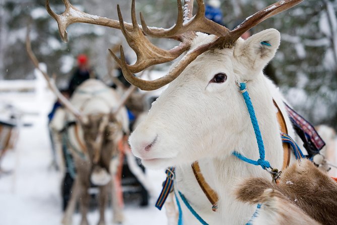 Lapland Reindeer and Husky Safari from Rovaniemi - Reindeer farm: where the “fairytale” feeling actually comes from