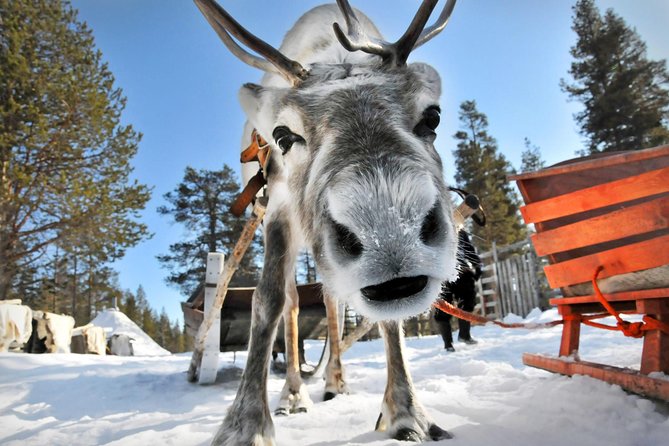 Lapland Reindeer Safari from Rovaniemi - Stop 3 at Rovaniemi: sleigh time through the snowy woods, plus the weather reality