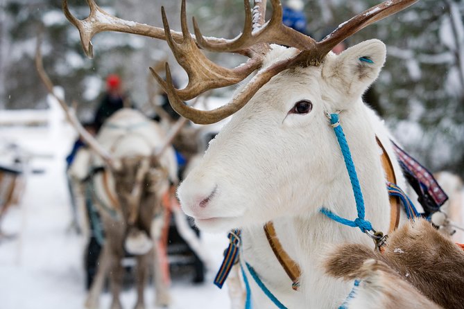 Lapland Reindeer Safari from Rovaniemi - The 3:00 pm start time and how pickup really works