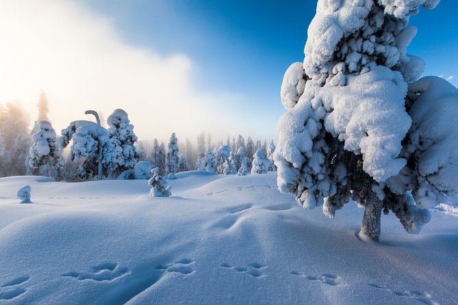 Lapland Snowmobile Safari from Levi - Driving vs riding: how the snowmobile setup works for couples and beginners