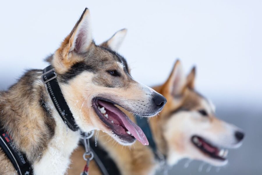 Levi: 7 km Self-Drive Husky Sledding Adventure - Key highlights you should care about