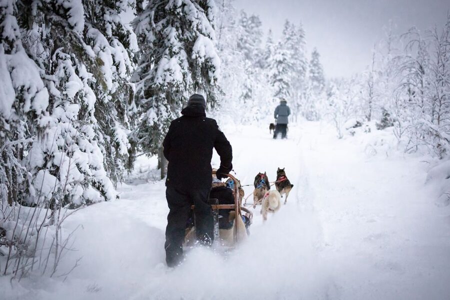 Levi: 7 km Self-Drive Husky Sledding Adventure - Levi 7 km husky sledding: the hands-on version