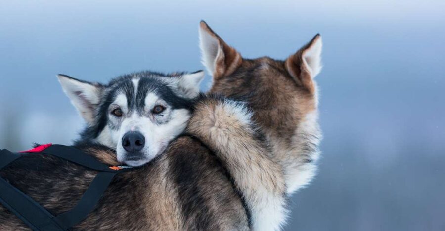 Levi: 7 km Self-Drive Husky Sledding Adventure - Training you actually use: how the self-drive works