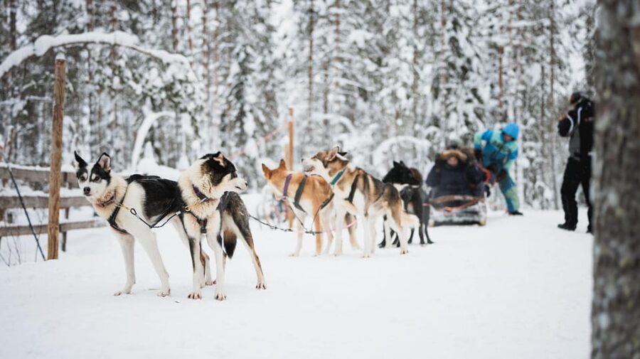 Levi: Husky and Reindeer Farm Visit with Snowmobiling - Price and value: is $233 per person a fair deal?