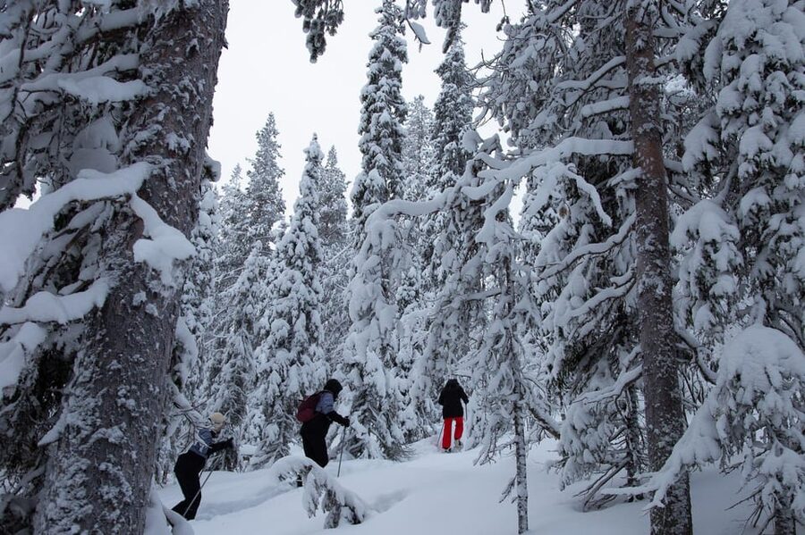 Levi: Lakeside forest snowshoeing - First Steps in Levi, With Snowshoes That Feel Like Snow-Walking Magic