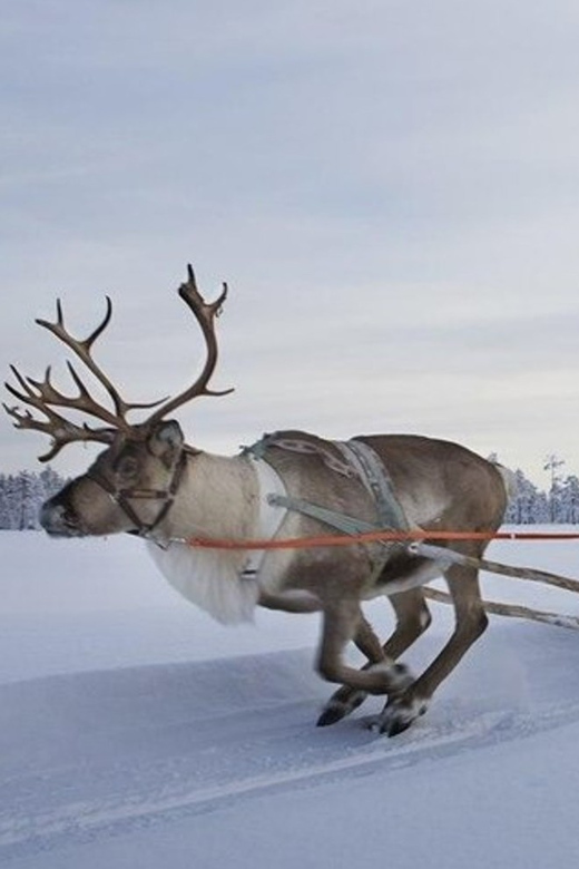 Levi: Lapland Reindeer and Husky Safari - Two sled rides in 3 hours, starting from Levi