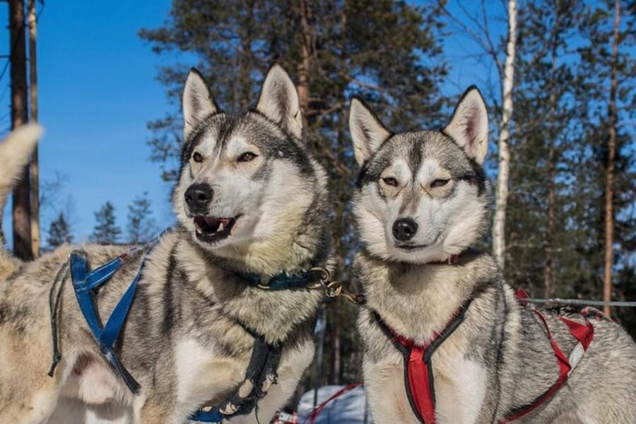 Levi: Lapland Reindeer and Husky Safari - Tips for getting the most out of both farms
