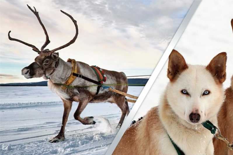 Levi: Lapland Reindeer and Husky Safari - Hotel pickup to Kittilä safety briefing, the part that keeps it smooth