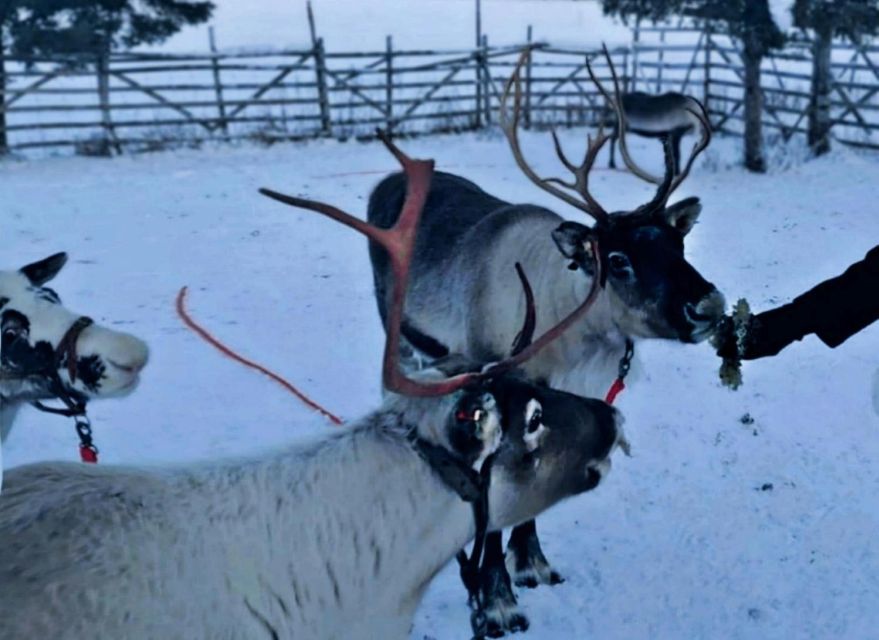 Levi: Lapland Reindeer Safari - Sokkaporantie 44: photo stop, wildlife viewing, and a slower pace than you expect