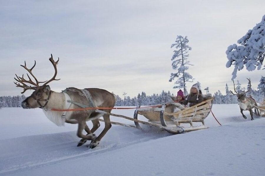 Levi: Lapland Reindeer Safari - The 1-kilometer reindeer sled ride: calm speed, real rhythm, real cold-weather fun