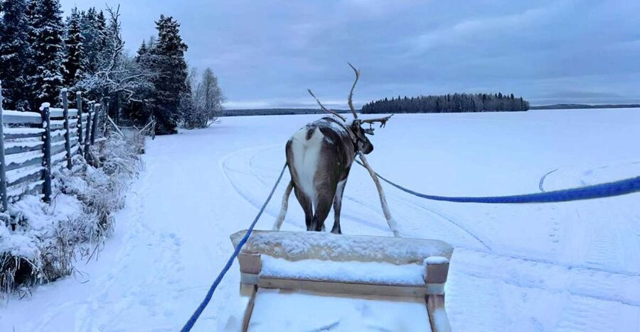 Levi: Lapland Reindeer Safari - When snowfall is thin: the farm-only option that keeps your day on track