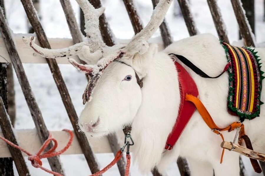 Levi: Lapland Reindeer Safari - Value for about $114 per person in Levi