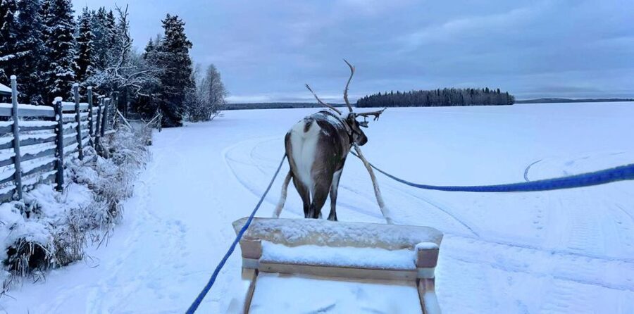 Levi: Lapland Reindeer Safari - Who this Levi reindeer safari suits best, and who should skip it