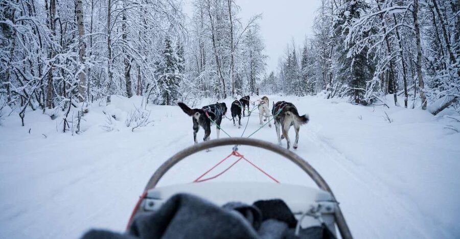 Levi Polar Lights Tours: Arctic Circle Guided Husky Tour - Key highlights you should know