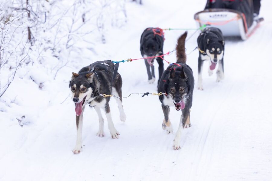 Levi Polar Lights Tours: Arctic Circle Guided Husky Tour - From Levi Center (Hissitie 11) to the safety briefing