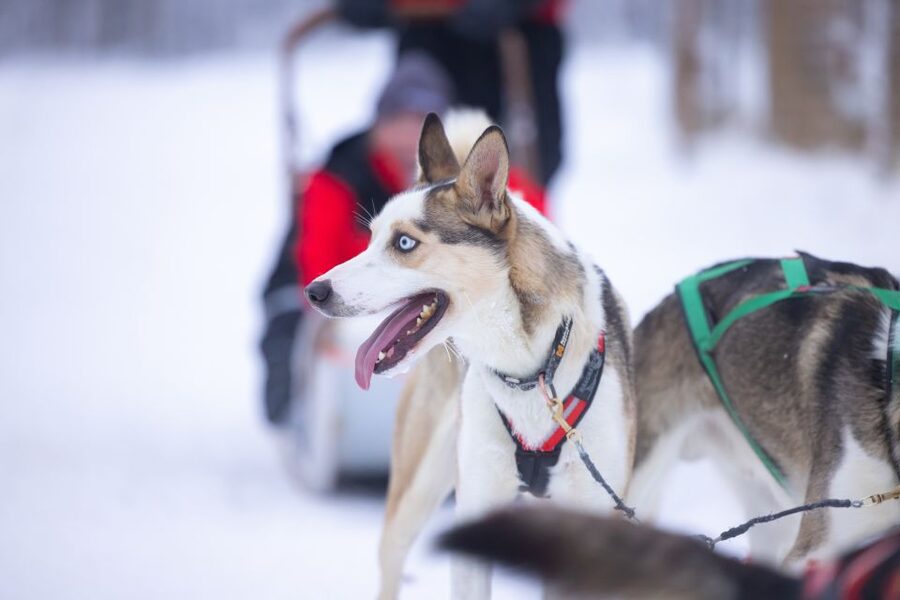 Levi Polar Lights Tours: Arctic Circle Guided Husky Tour - The husky safari: guided run through snowy forest and quiet fell areas