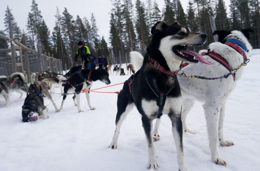 Levi Polar Lights Tours: Arctic Circle Guided Husky Tour - Sled driving training: hands-on and practical