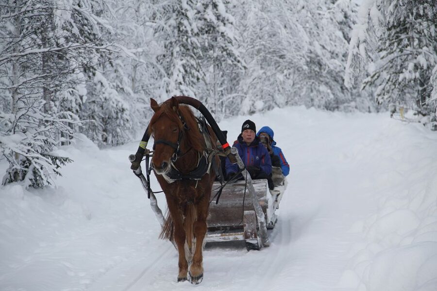 Levi, Polar Lights Tours: One Horse Open Sleigh Ride - Key highlights you will actually feel