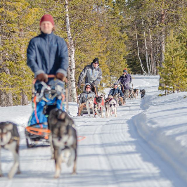Levi Polar Lights Tours: Reindeer and Husky Taster - Levi Polar Lights Tours in Levi, Finland: the quick Arctic hit that still feels complete