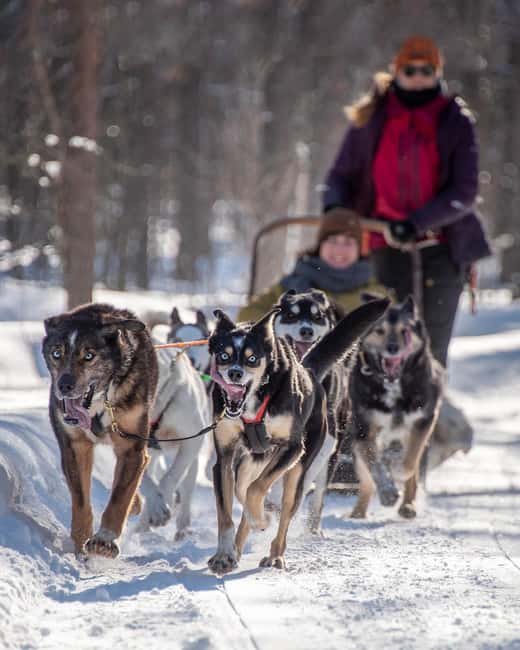 Levi Polar Lights Tours: Reindeer and Husky Taster - Husky sledding taste: the 1 km ride and what to expect from active dogs
