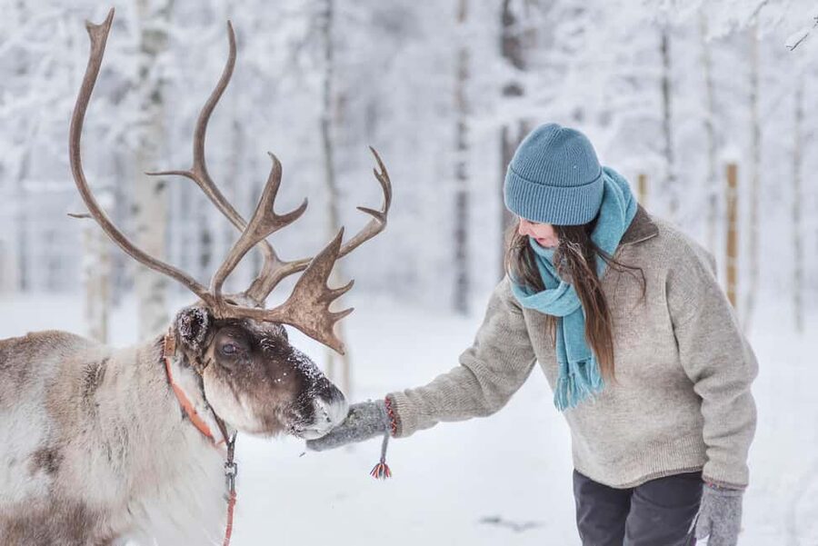 Levi Polar Lights Tours: Reindeer and Husky Taster - Price and value: is $153 for 1.5 hours a fair deal?