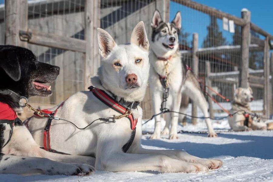 Levi Polar Lights Tours: Reindeer and Husky Taster - Should you book this Polar Lights Tours Reindeer and Husky Taster?