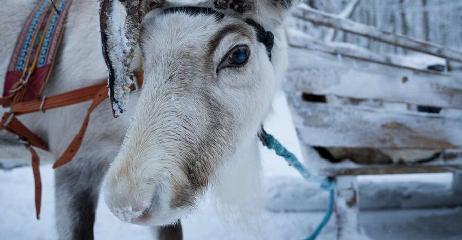 Levi Polar Lights Tours: Reindeer and Husky Taster - Safety briefing first: why the first 10 minutes can make or break the ride