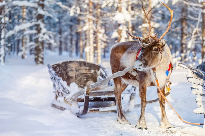 Levi: Reindeer Experience with Sled Ride - Key things to look forward to
