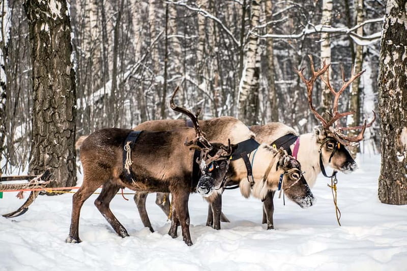 Levi: Reindeer Experience with Sled Ride - Levi Reindeer Experience: What You Actually Do in 2 Hours