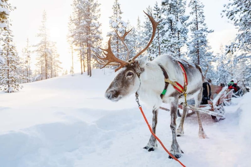 Levi: Reindeer Experience with Sled Ride - Meet the Local Herders: The Part That Makes This Tour Worth It