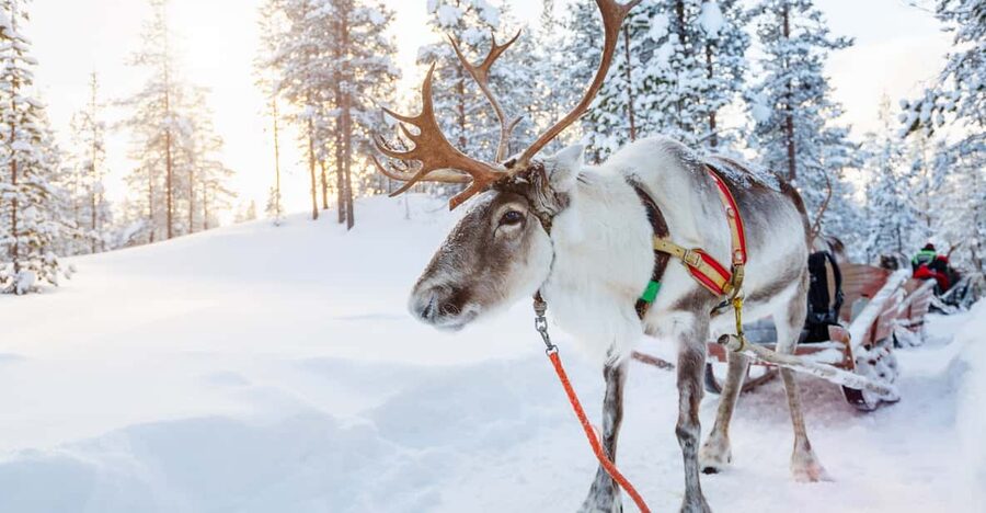 Levi: Reindeer Experience with Sled Ride - The Reindeer Sleigh Ride: What to Expect and How Group Flow Works