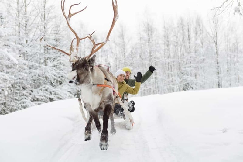 Levi: Reindeer Experience with Sled Ride - Practical Tips So You Feel Comfortable, Not Rushed