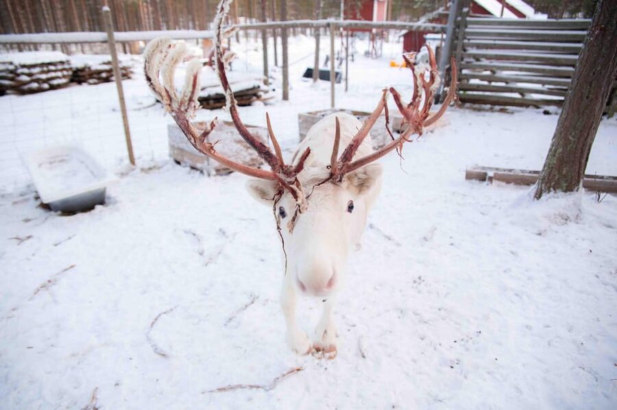 Levi: Reindeer Farm E-Fatbike Safari - The Warm Break: Hot Drinks and Pastries That Actually Help