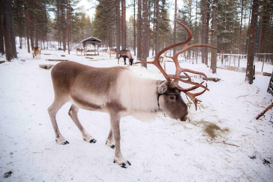 Levi: Reindeer Farm E-Fatbike Safari - Should You Book This Levi Reindeer E-Fatbike Safari?