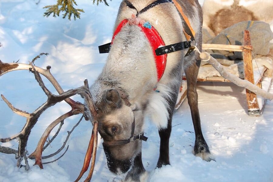 Levi: Reindeer Sleigh Ride Tour in Snowy Forest - Key Things That Make This Ride Special