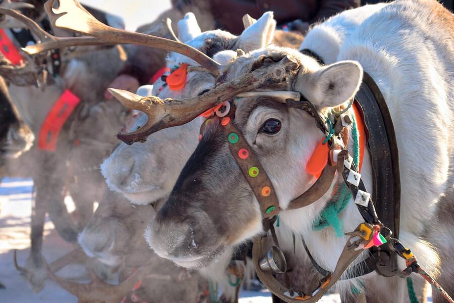 Levi: Reindeer Sleigh Ride Tour in Snowy Forest - Levi Center Pickup: Where Your Tour Starts