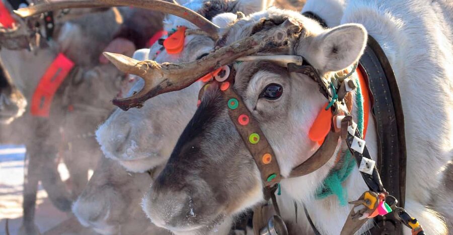 Levi: Reindeer Sleigh Ride Tour in Snowy Forest - What Kermikkä Means, and Why the Sleigh Ride Feels Personal