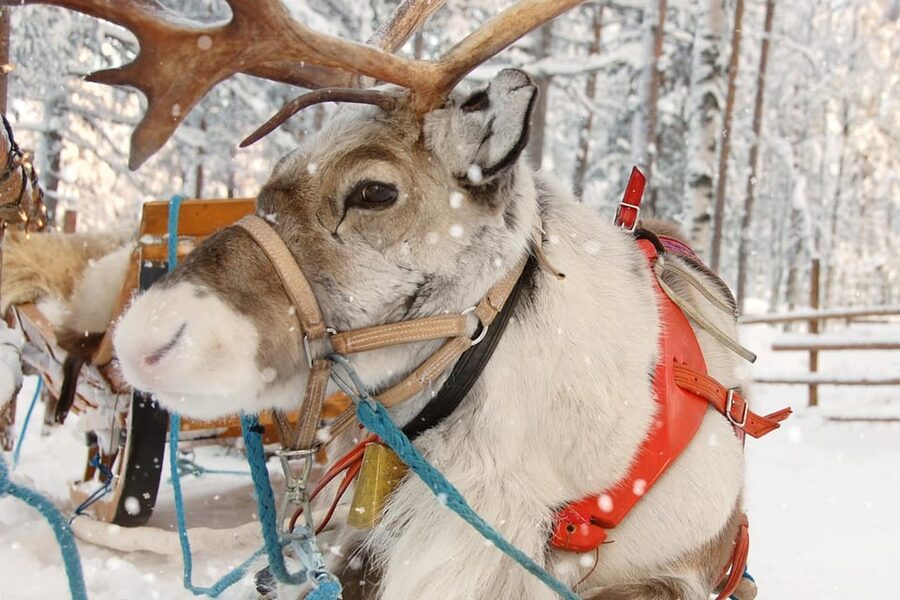 Levi: Reindeer Sleigh Ride Tour in Snowy Forest - The 1.5 km Reindeer Sleigh Ride Through Levi’s Snowy Forest