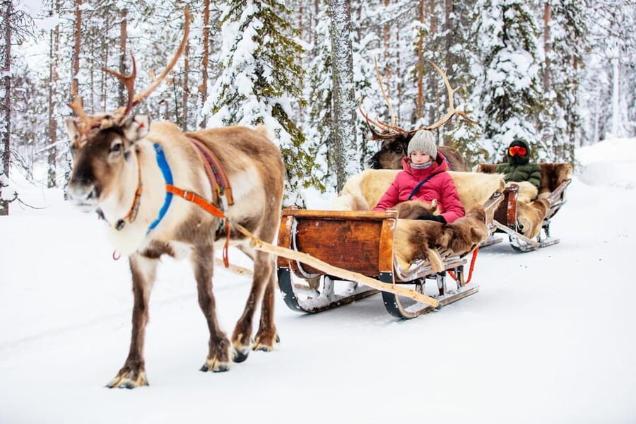 Levi: Reindeer Sleigh Ride Tour in Snowy Forest - Campfire Warming, Hot Berry Juice, and Stories of the North