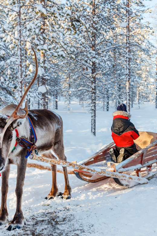 Levi: Reindeer Sleigh Ride Tour in Snowy Forest - Price and Value: Is $103 Worth It?