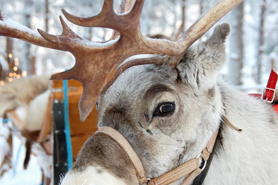Levi: Reindeer Sleigh Ride Tour in Snowy Forest - Who Should Book This Levi Reindeer Sleigh Ride