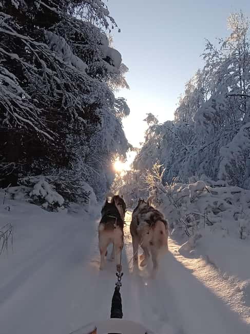 Levi: Self-Drive 2 KM Husky Sledding Experience - Key things I’d watch for