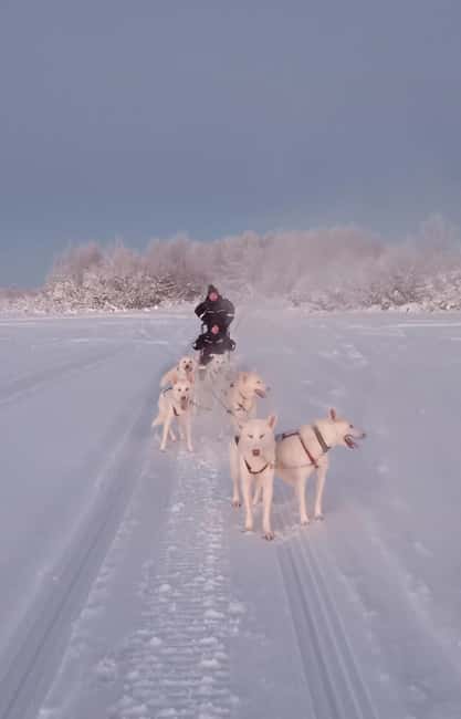 Levi: Self-Drive 2 KM Husky Sledding Experience - The 2 km sledding safari: short, active, and very hands-on