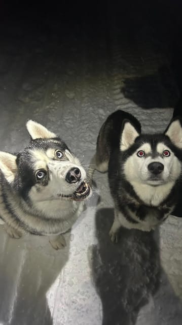 Levi: Self-Drive 5 KM Husky Sledding Experience - Self-Drive Husky Sledding In Levi: What Makes It Different