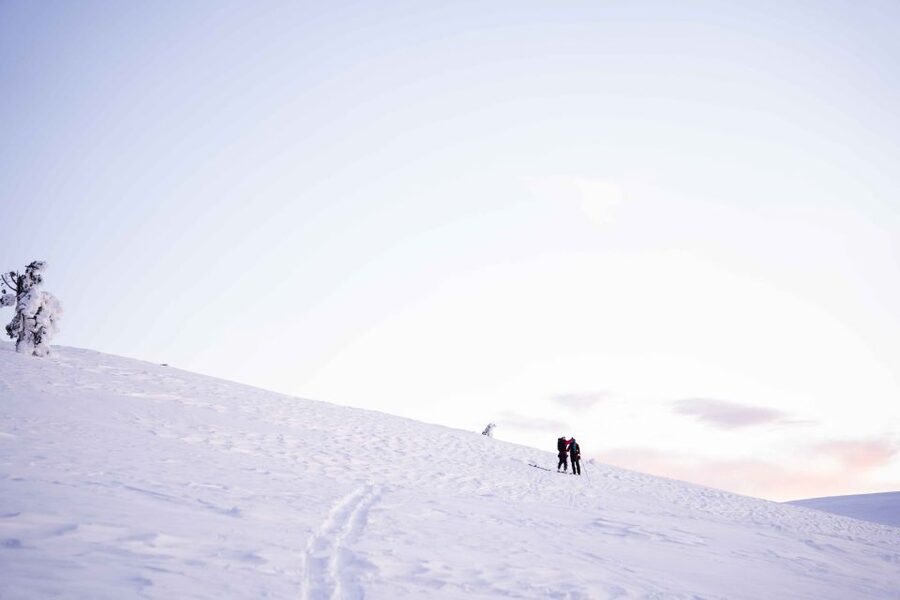 Levi: Snowshoe Adventure in the Wilderness - Wildlife Odds In The Arctic Forest: Expect Surprise, Not Guarantees