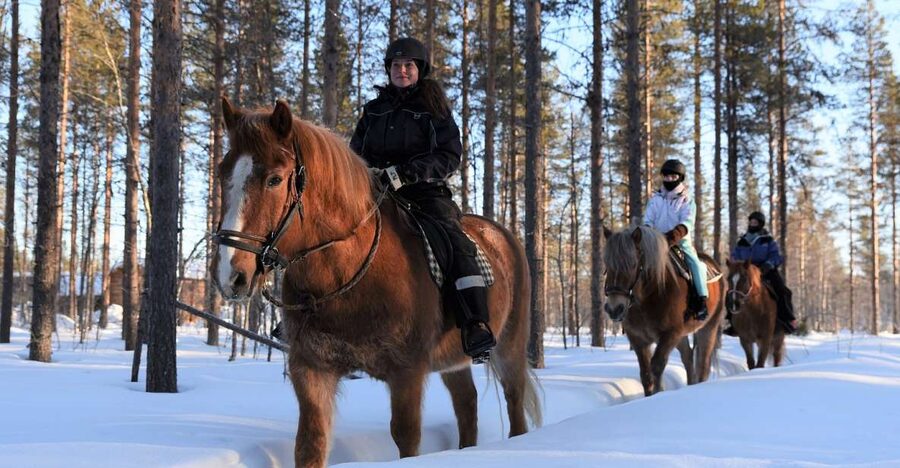 Levi: Snowy Forest Ride and Polar Lights Tours - Lapland on Horseback Feels More Like Quiet Magic Than a Theme Park