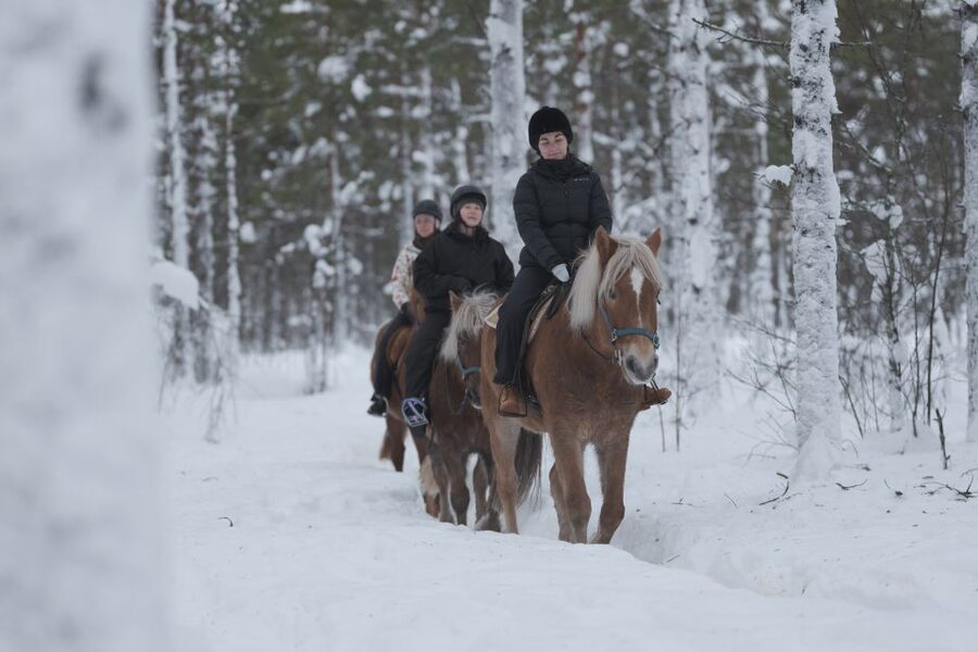 Levi: Snowy Forest Ride and Polar Lights Tours - Who This Tour Really Fits Best (Beginners, Riders, and Families)